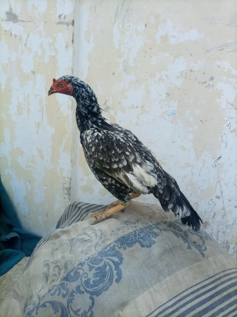 hi quality saliti phulya female — photo 3
