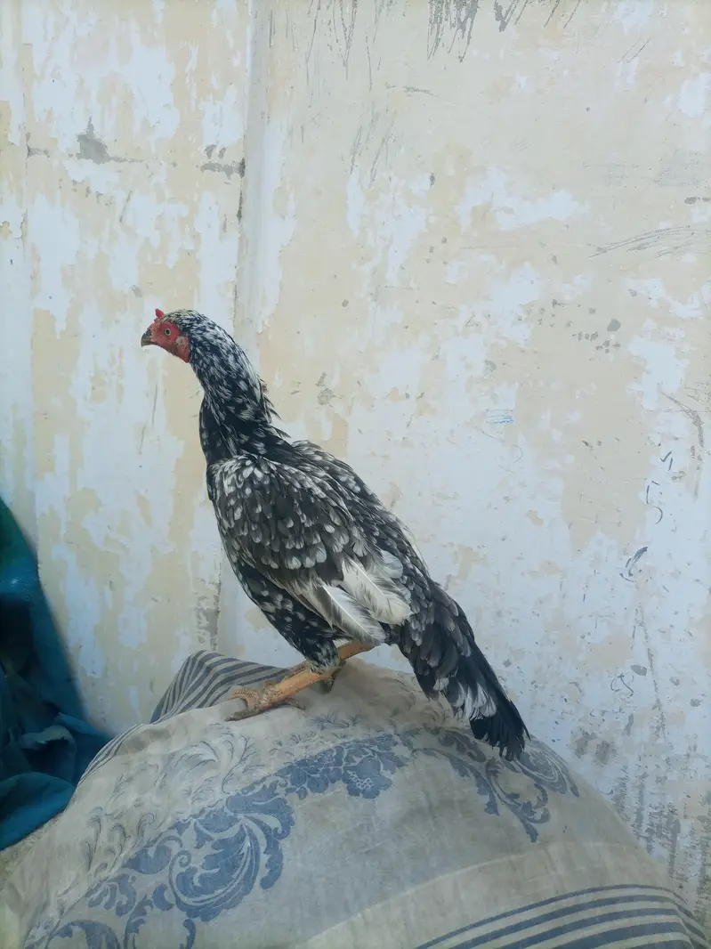 hi quality saliti phulya female — photo 4