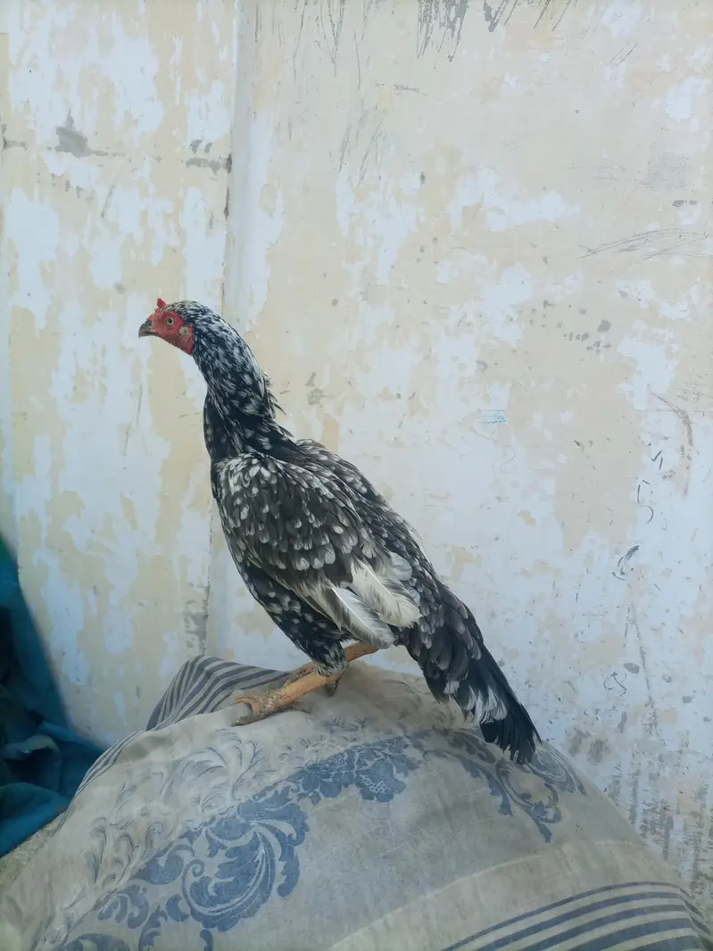 hi quality saliti phulya female — photo 5