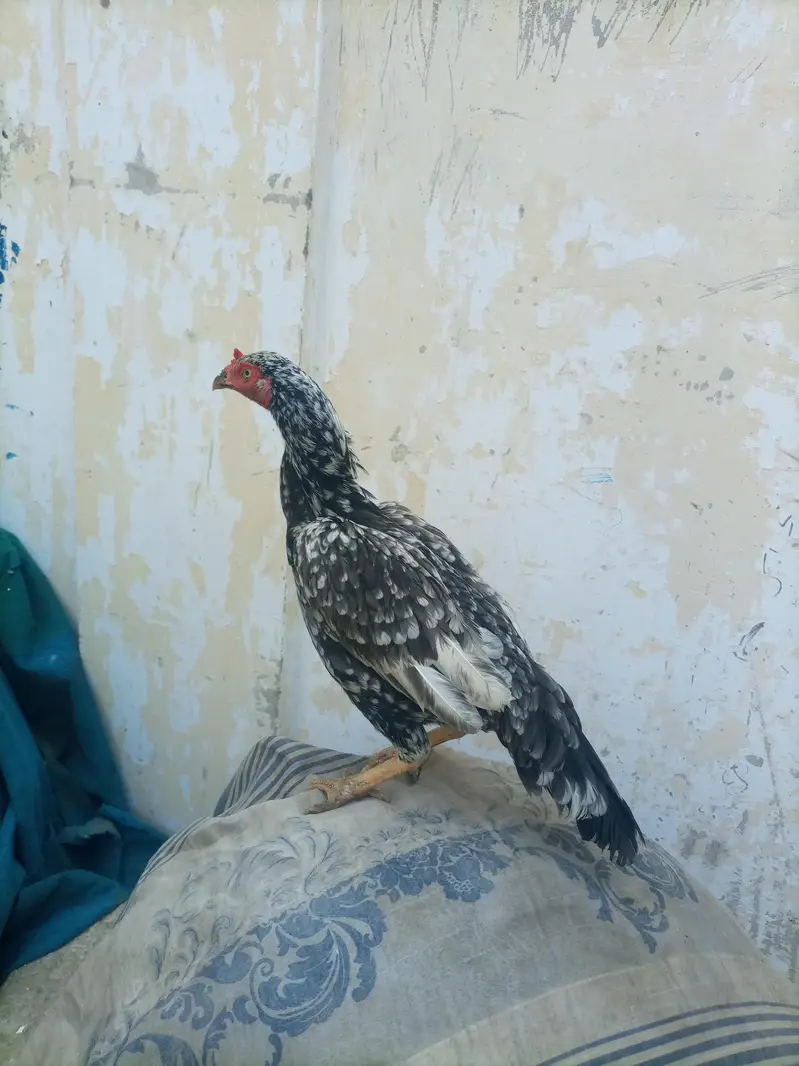 hi quality saliti phulya female — photo 6