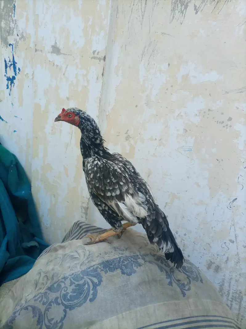 hi quality saliti phulya female — photo 7