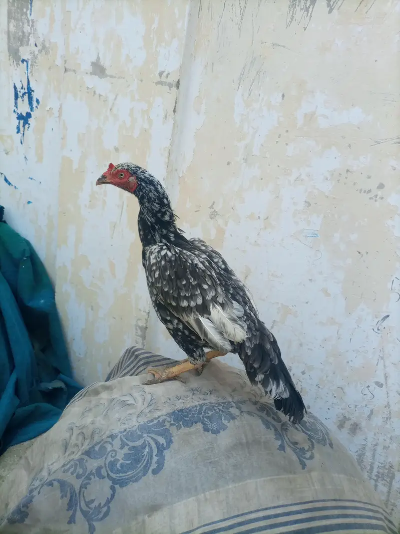 hi quality saliti phulya female — photo 8