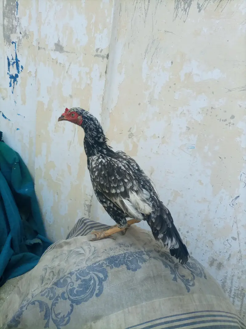 hi quality saliti phulya female — photo 9