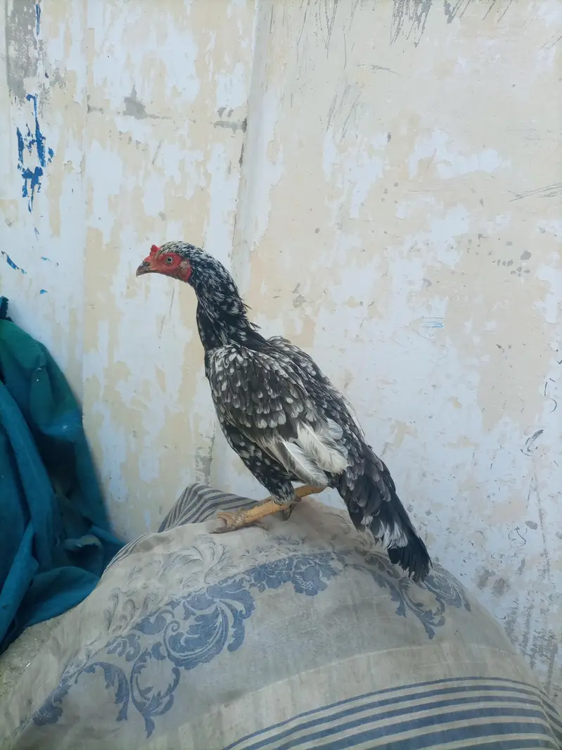hi quality saliti phulya female — photo 10