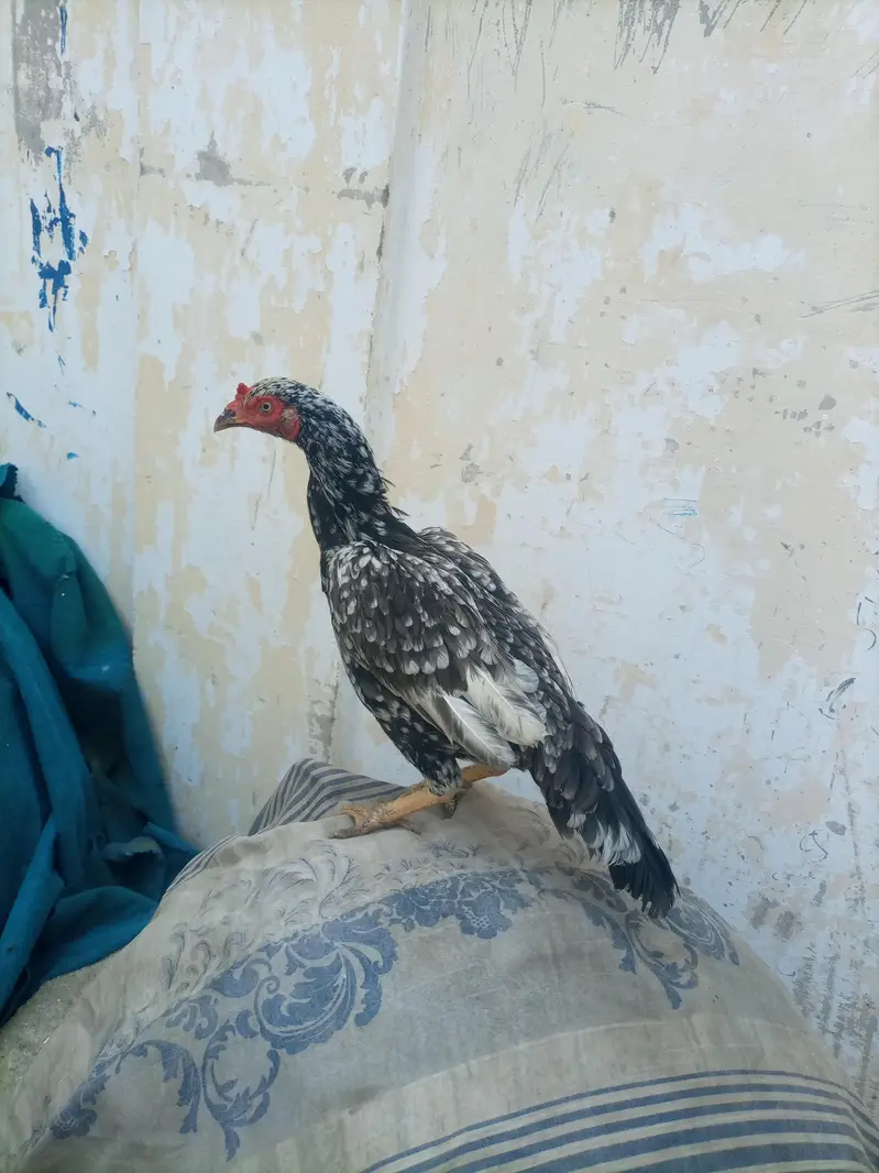 hi quality saliti phulya female — photo 11