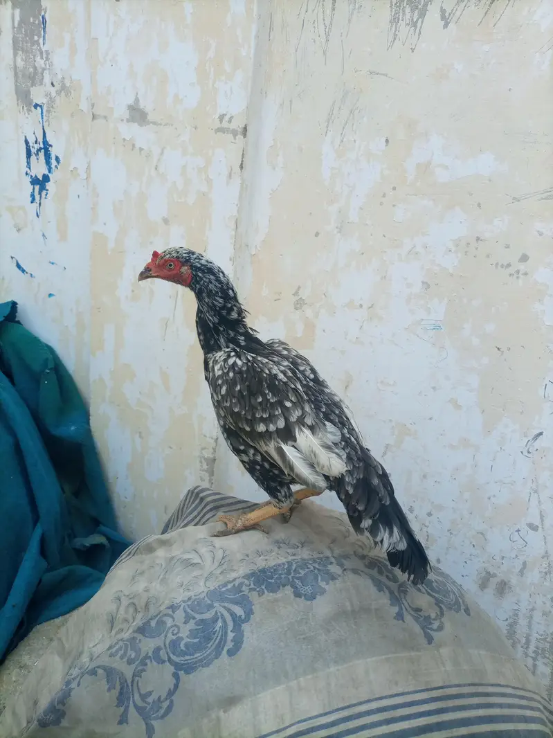 hi quality saliti phulya female — photo 12