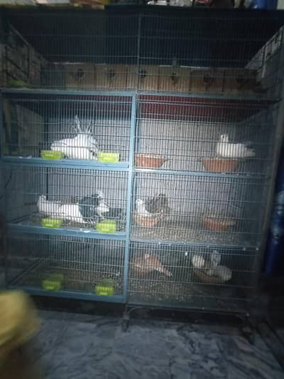 Birds Cages and different birds