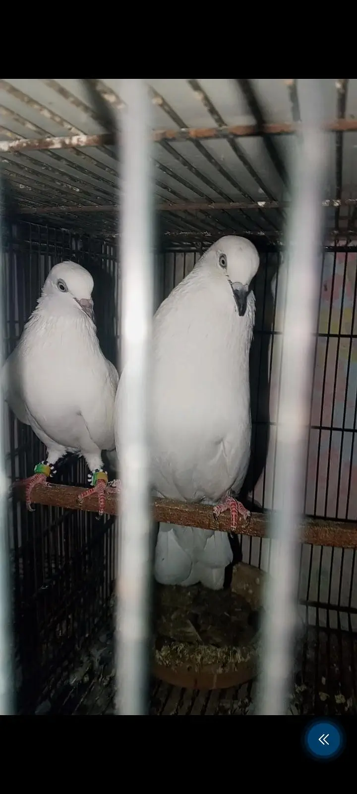 contact 03128620555dabwala jaldar kalchocha faqir Gul and green eyes l — photo 5