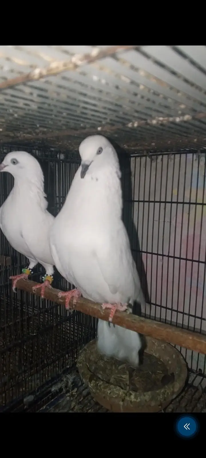 contact 03128620555dabwala jaldar kalchocha faqir Gul and green eyes l — photo 6