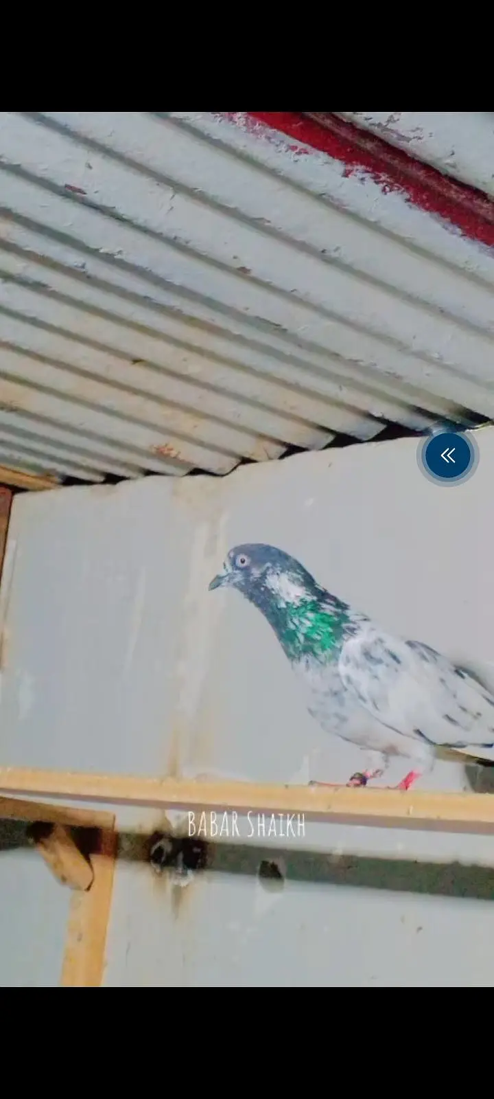 contact 03128620555dabwala jaldar kalchocha faqir Gul and green eyes l — photo 7