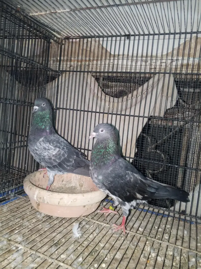 contact 03128620555dabwala jaldar kalchocha faqir Gul and green eyes l — photo 8