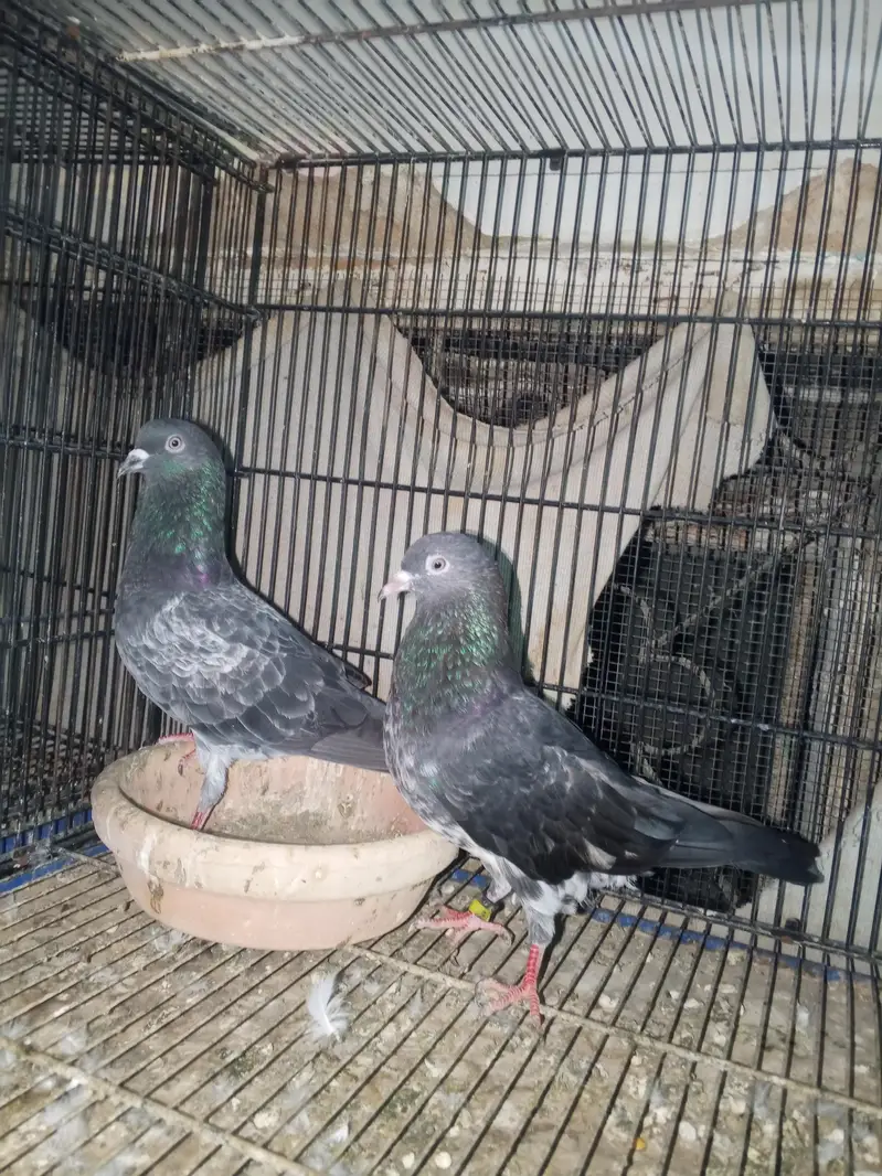 contact 03128620555dabwala jaldar kalchocha faqir Gul and green eyes l — photo 9