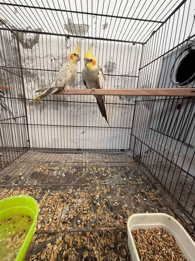 Cocktails Quality Breeder Pairs For Sale