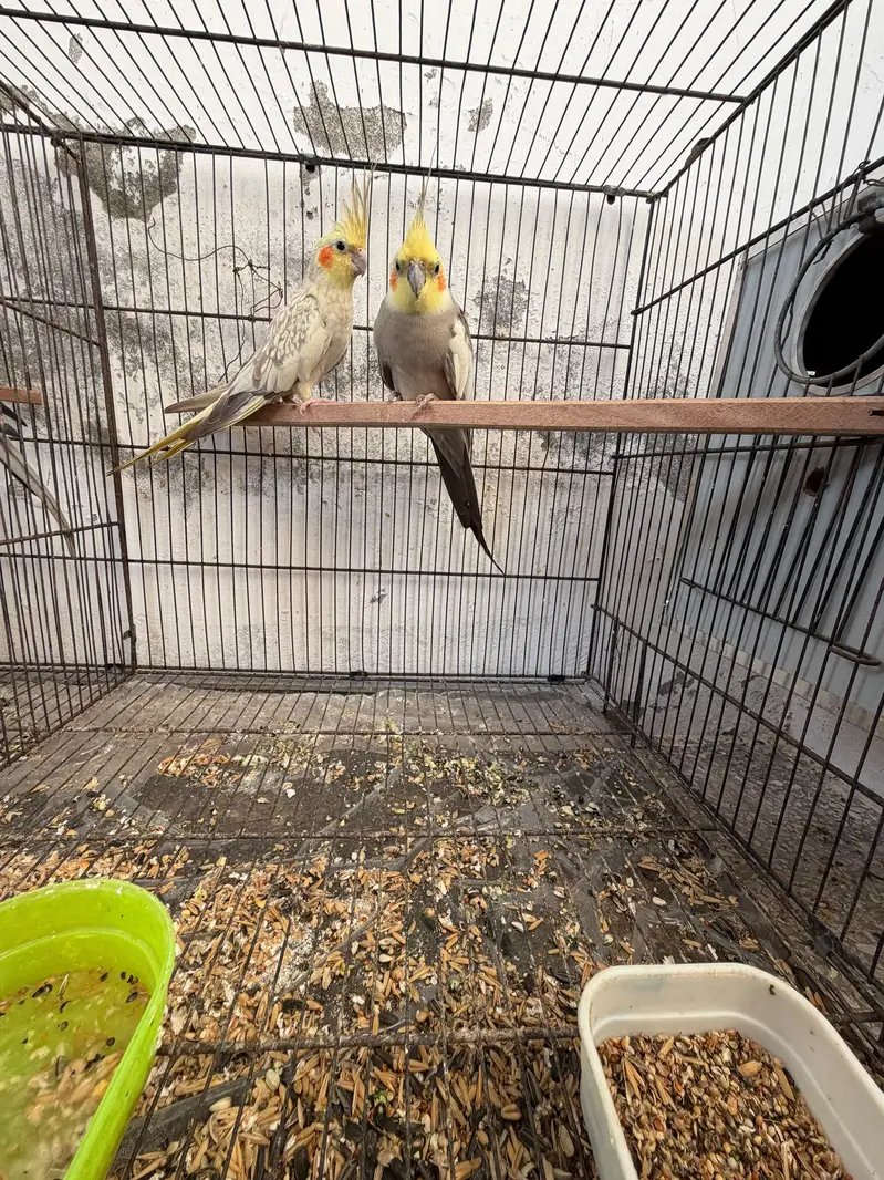 Cocktails Quality Breeder Pairs For Sale — photo 2