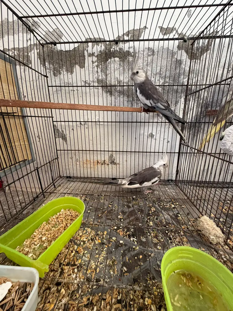 Cocktails Quality Breeder Pairs For Sale — photo 3