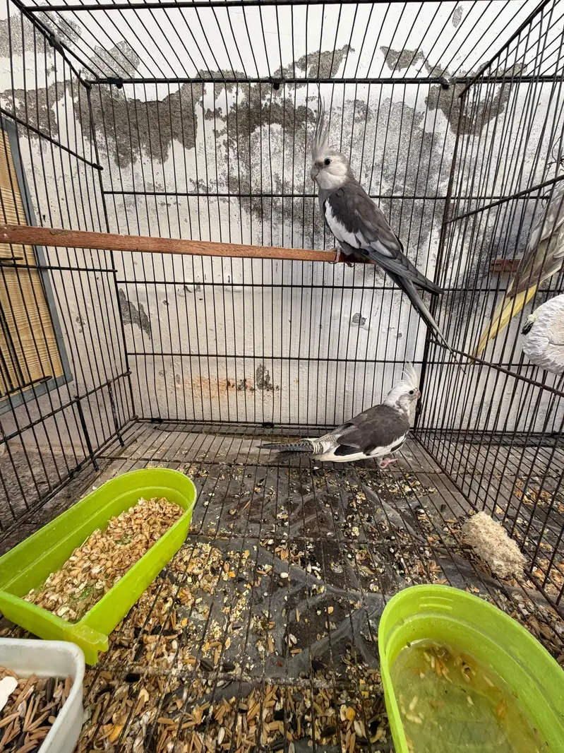 Cocktails Quality Breeder Pairs For Sale — photo 4