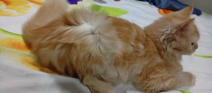 Cats pair