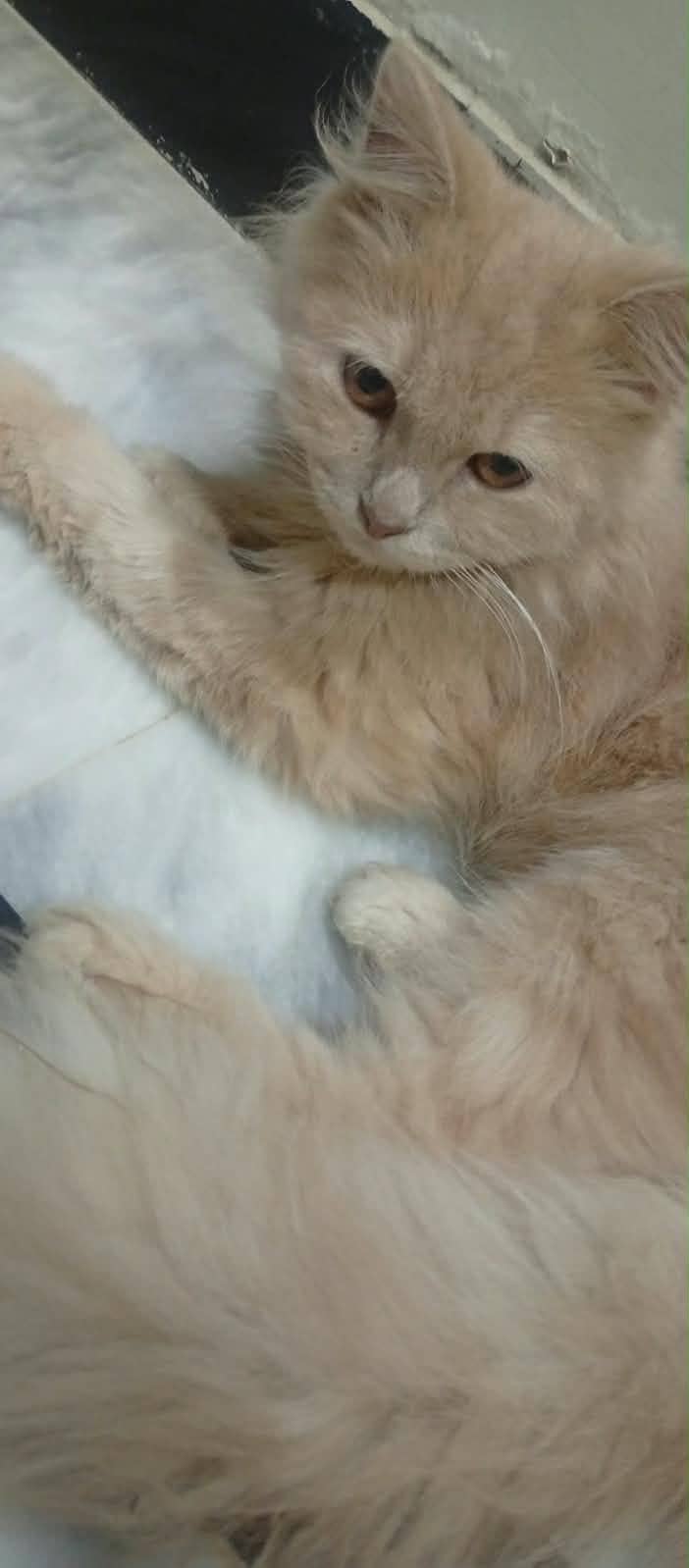 Cats pair 3