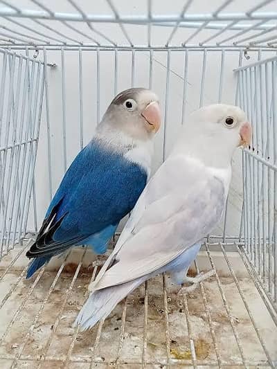 lovebirds read description