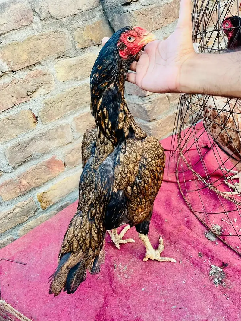Quality Aseel Females Available — photo 2