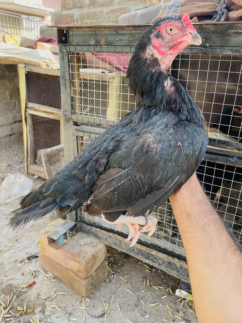 Quality Aseel Females Available — photo 3