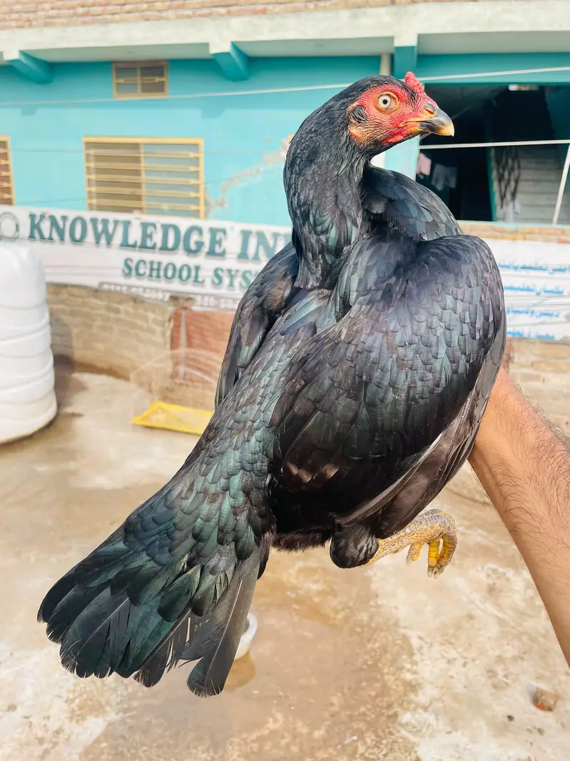 Quality Aseel Females Available — photo 5