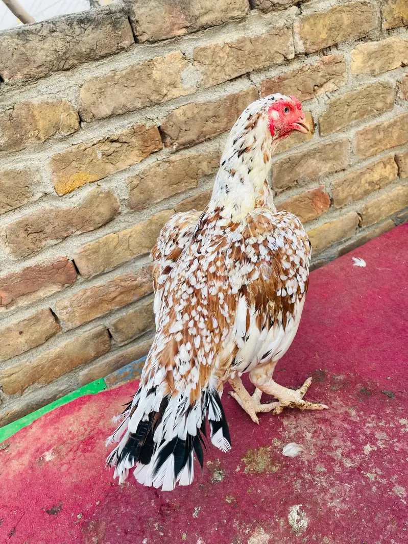 Quality Aseel Females Available — photo 7