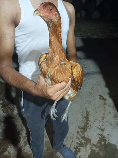 burmi pakoye pathiyan