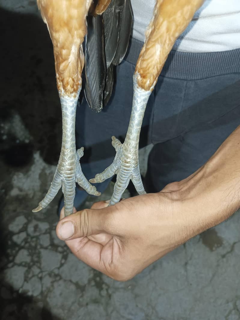 burmi pakoye pathiyan 1