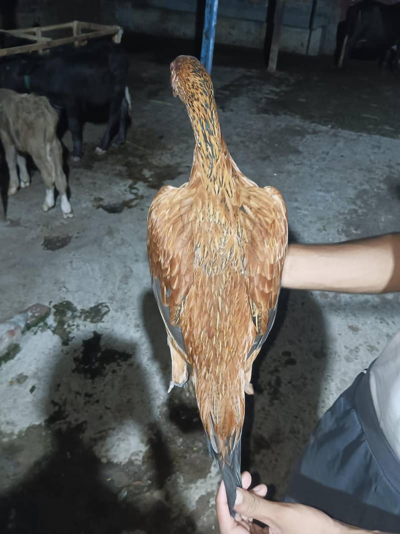 burmi pakoye pathiyan 2