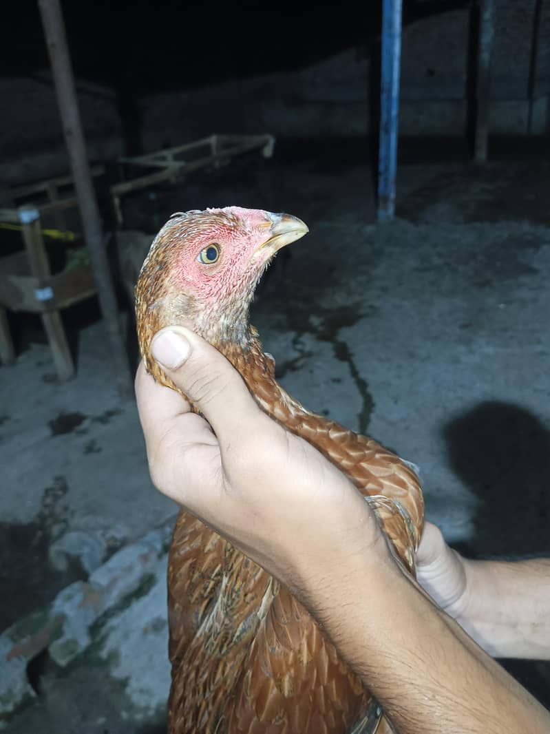 burmi pakoye pathiyan 3