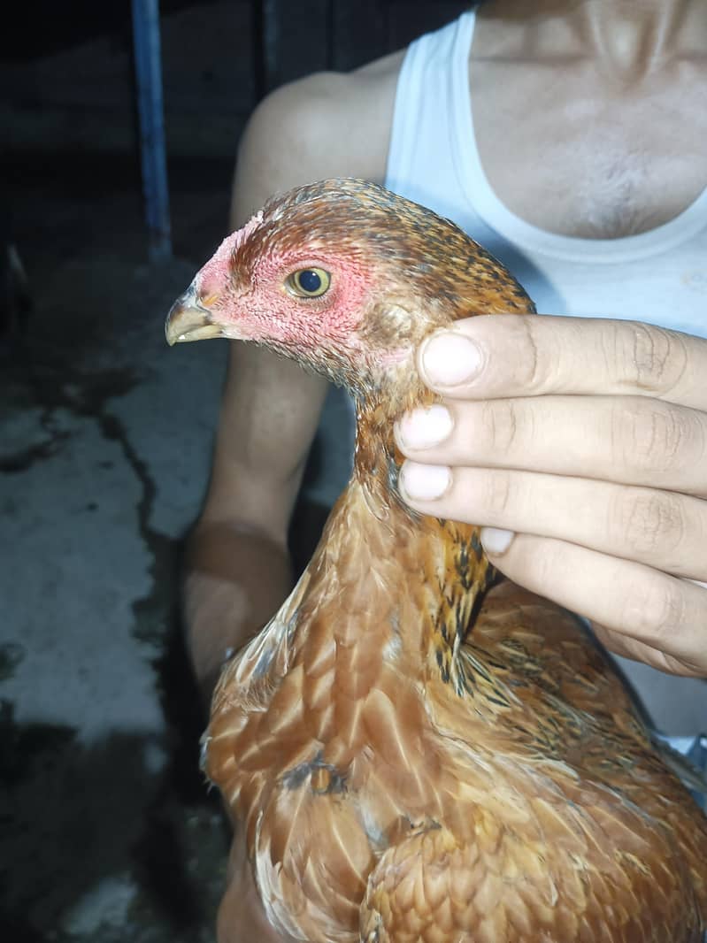 burmi pakoye pathiyan 4