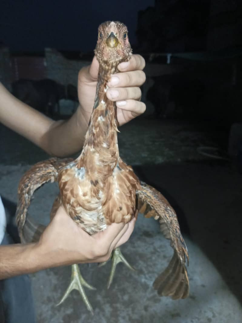burmi pakoye pathiyan 6