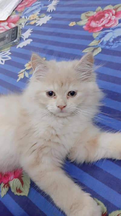 doll face Persian Fawn-Coloured Kitten for Sale