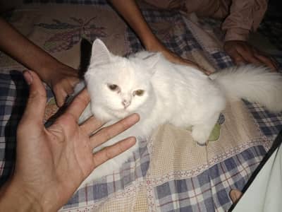 persain Hain achi cat hy merry pas 2 hy male b female me