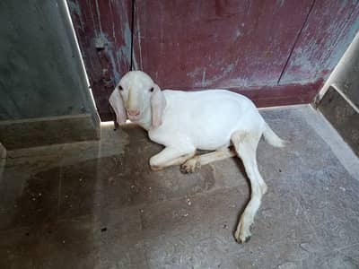 Bakra teddi
