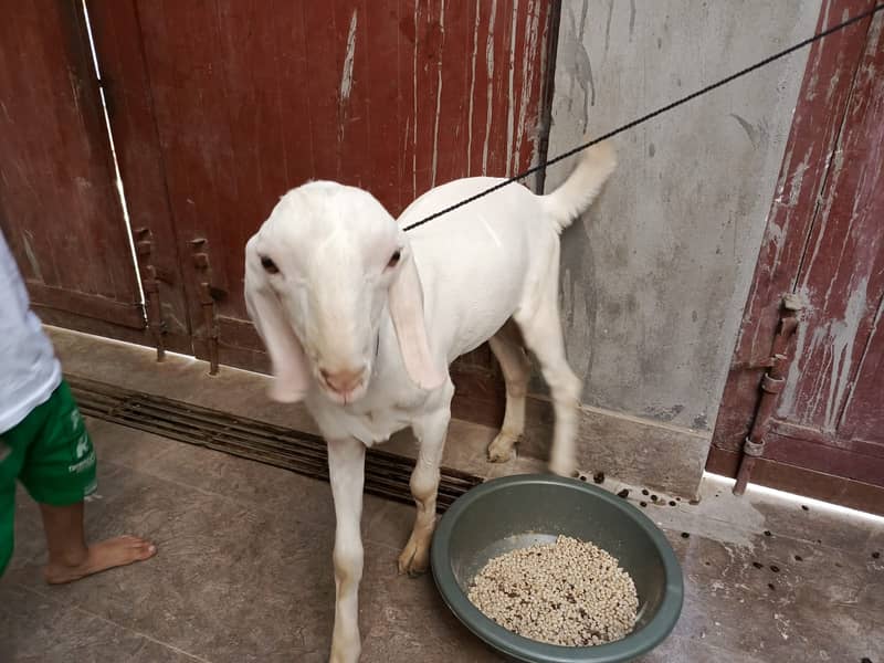 Bakra teddi 1