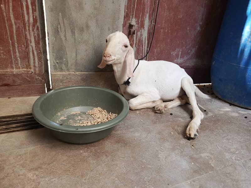 Bakra teddi 2