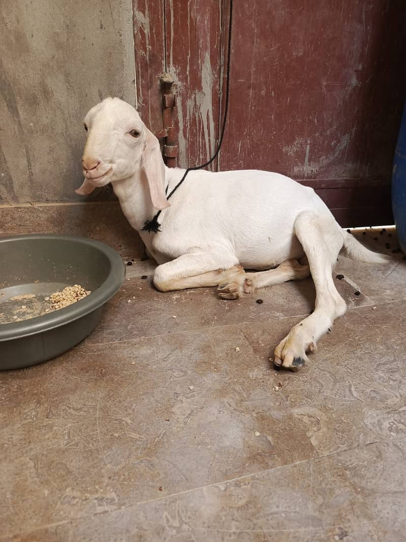 Bakra teddi 3