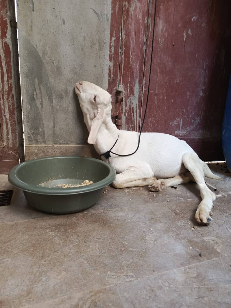 Bakra teddi 4