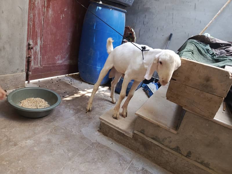 Bakra teddi 5