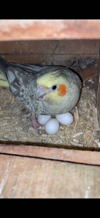 Cocktail | Hogoromo | love birds | budgies