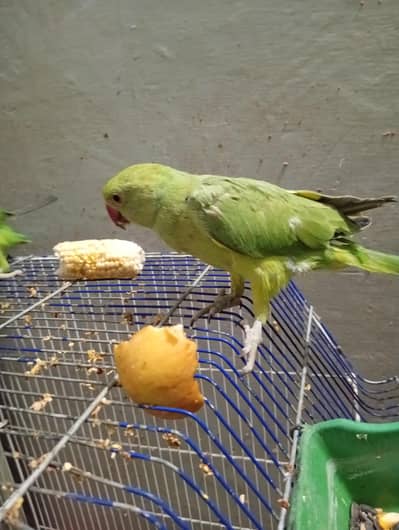 Green parrot