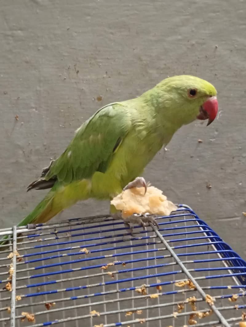 Green parrot 1