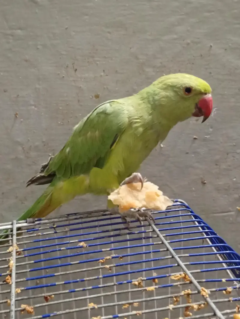 Green parrot — photo 2