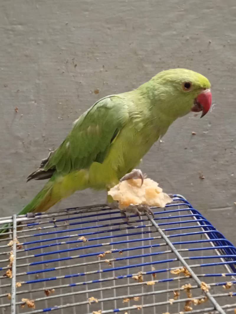 Green parrot 2