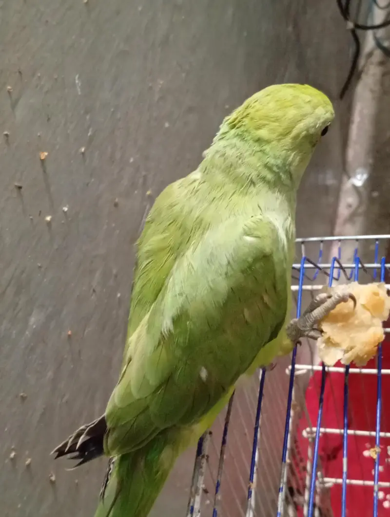 Green parrot — photo 4