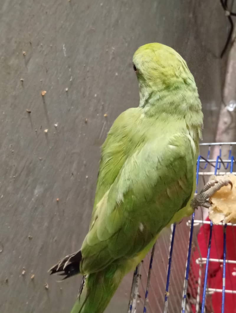 Green parrot 4