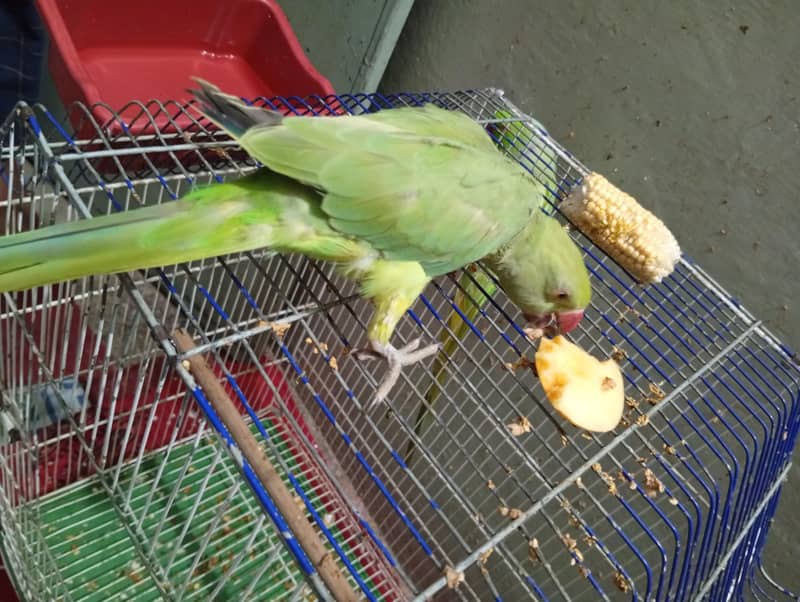 Green parrot 5