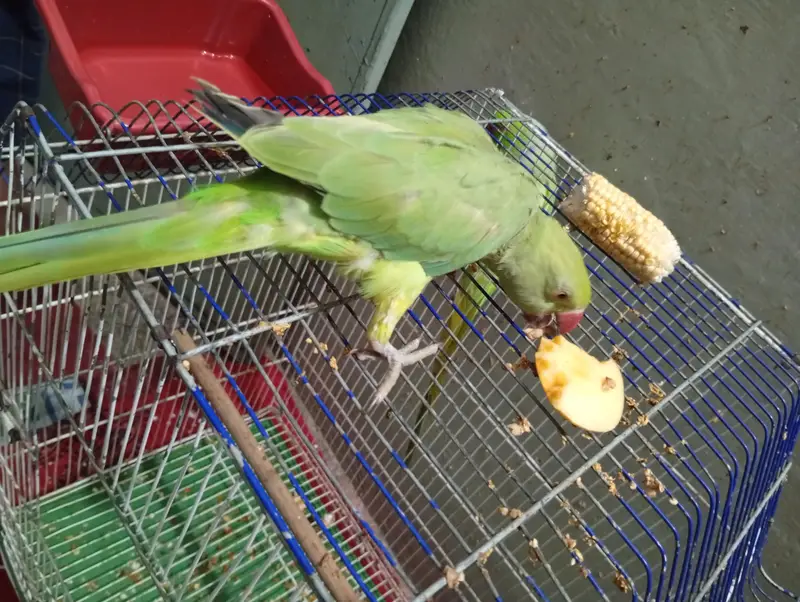 Green parrot — photo 6